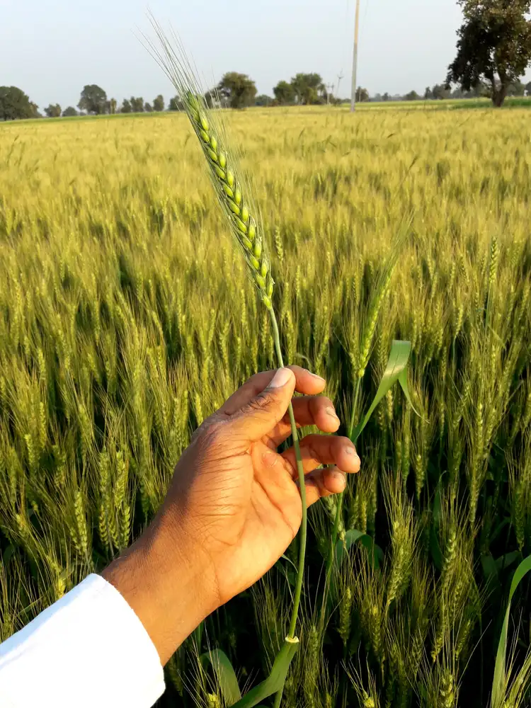 Rabi cereals output in 201920 estimated 4.5 higher at 134 million