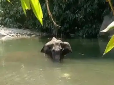Pregnant elephant dies after consuming