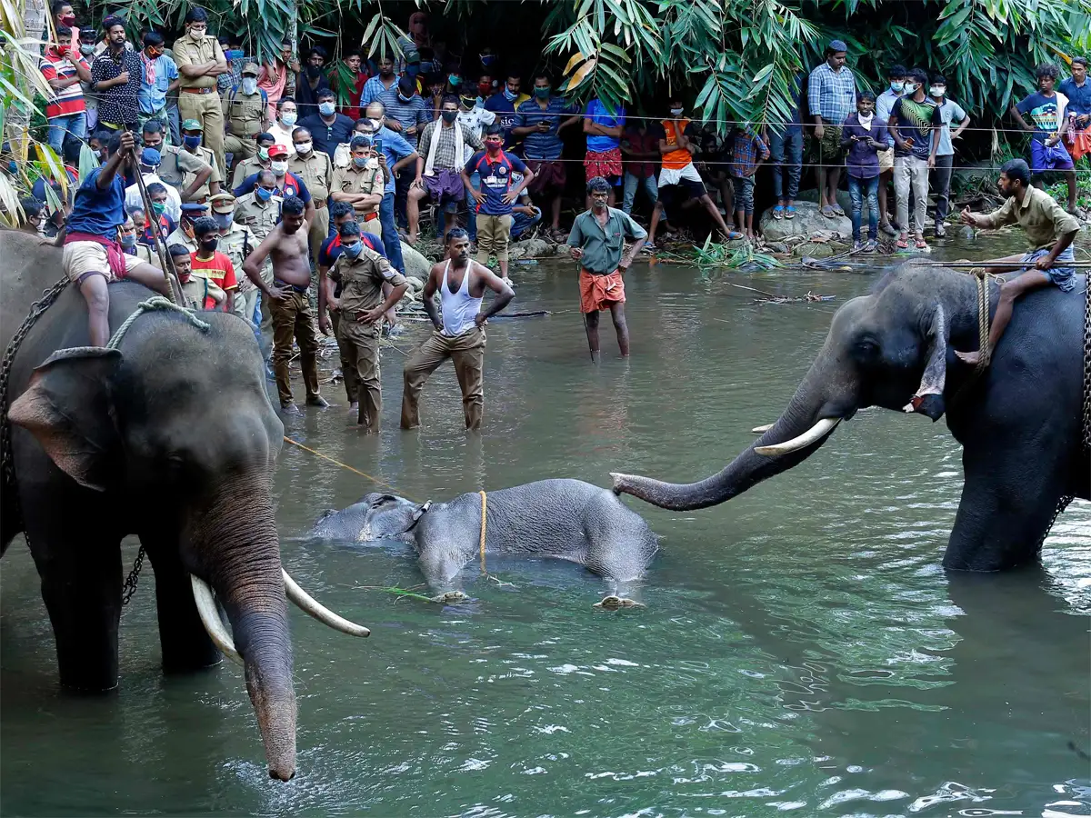 Kerala elephant tragedy: Another jumbo
