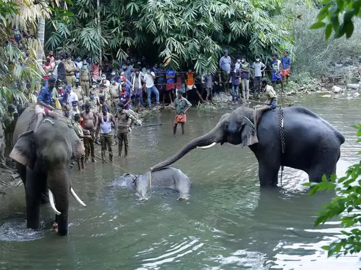 View: man’s vermin another’s animal?