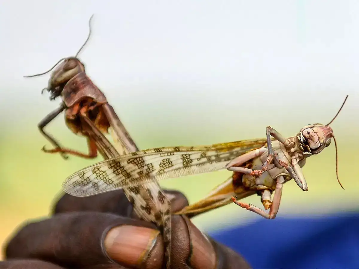 India-Pak technical-level meeting locust issue