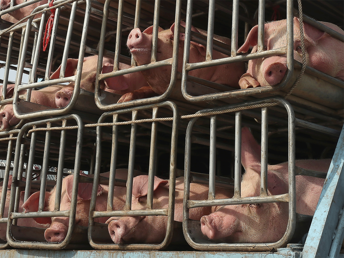 Chinese researchers warn of new virus in pigs with human pandemic risk