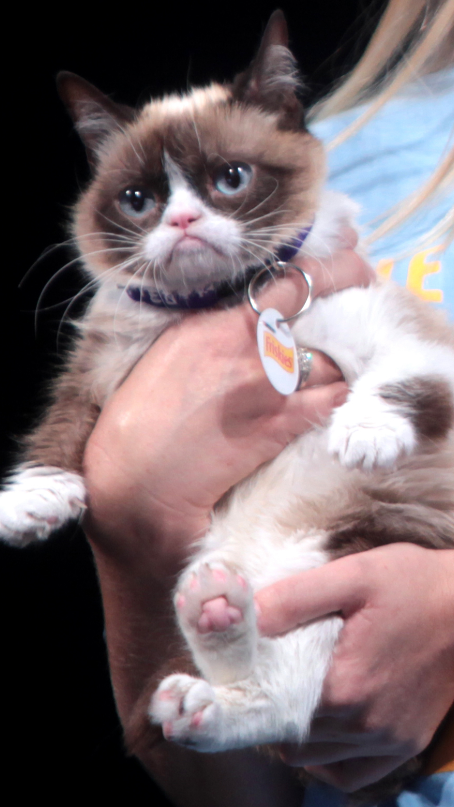 Grumpy Cat Dies at Seven After Becoming Internet Sensation - Bloomberg