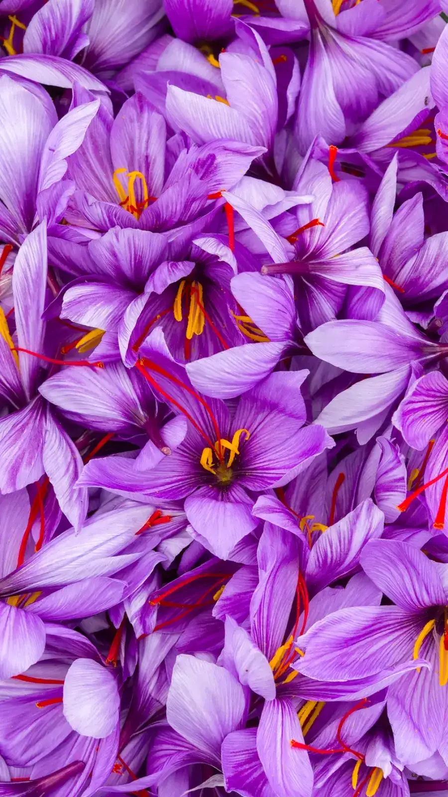Saffron Flower Petal Uses Best Flower Site