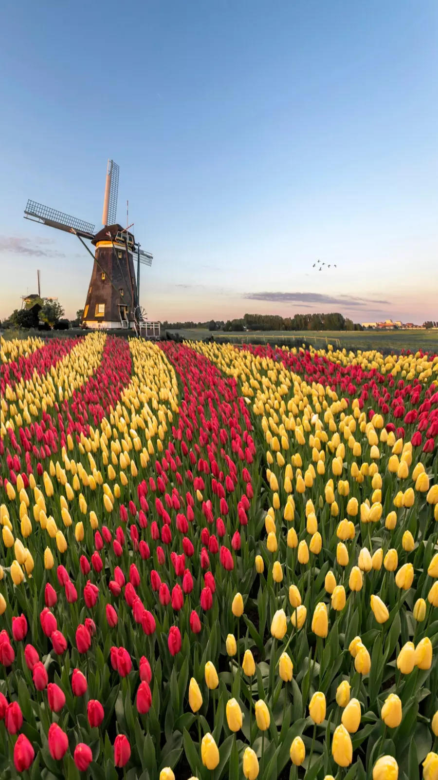 Tulip Gardens : Top tulip gardens of the world | EconomicTimes
