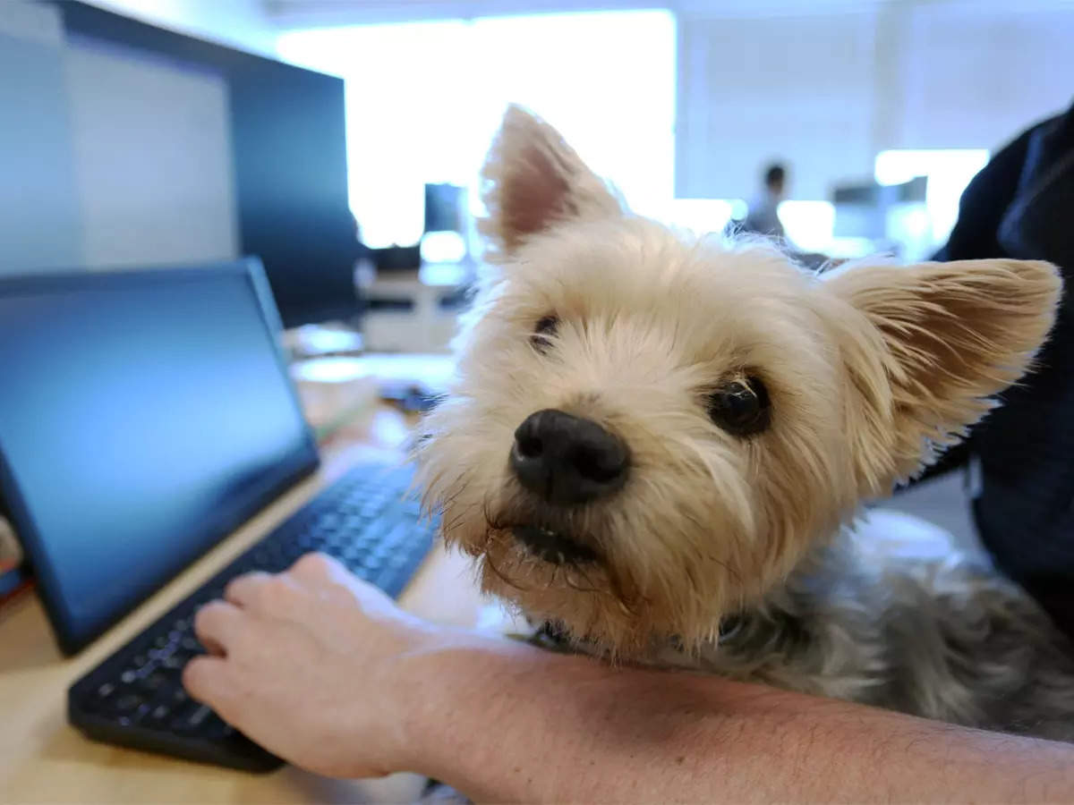 As WFH ends, Canadian offices go to the dogs – ​Chief Morale Officer