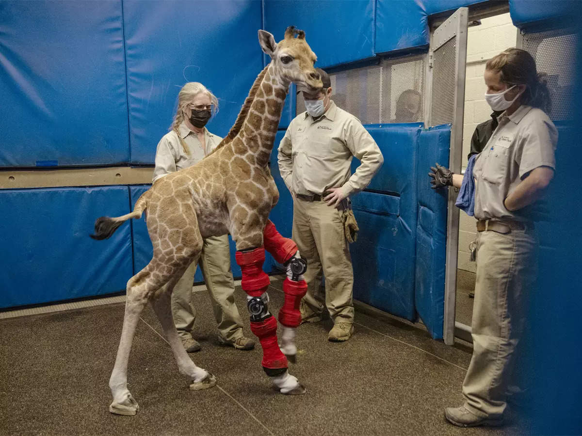 Baby giraffe wears orthotic, runs around like others – ​Born with deformity