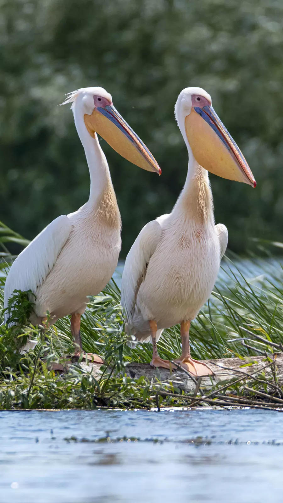 1,674 Winter Bird Watching Stock Photos, High-Res Pictures, and Images -  Getty Images