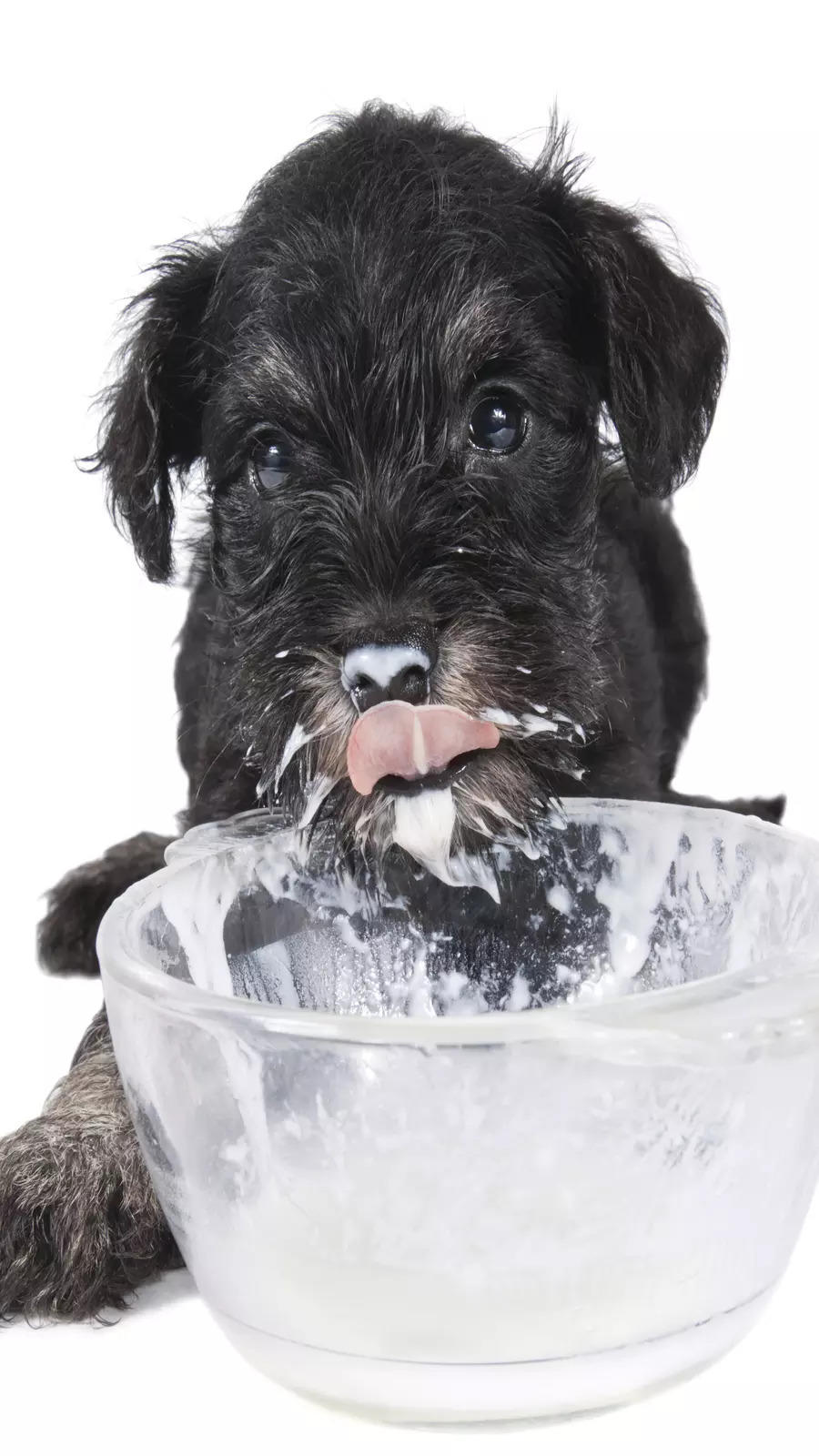 is yogurt good for dog