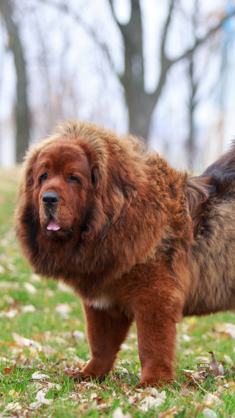 how much is the most expensive tibetan mastiff