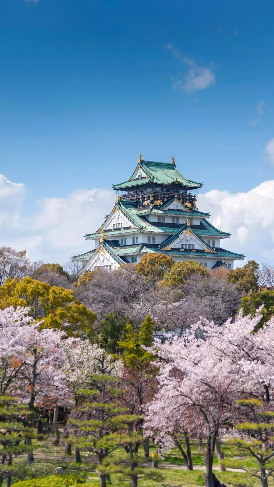 cherry blossom: Japan's cherry blossoms on your wishlist? Visit
