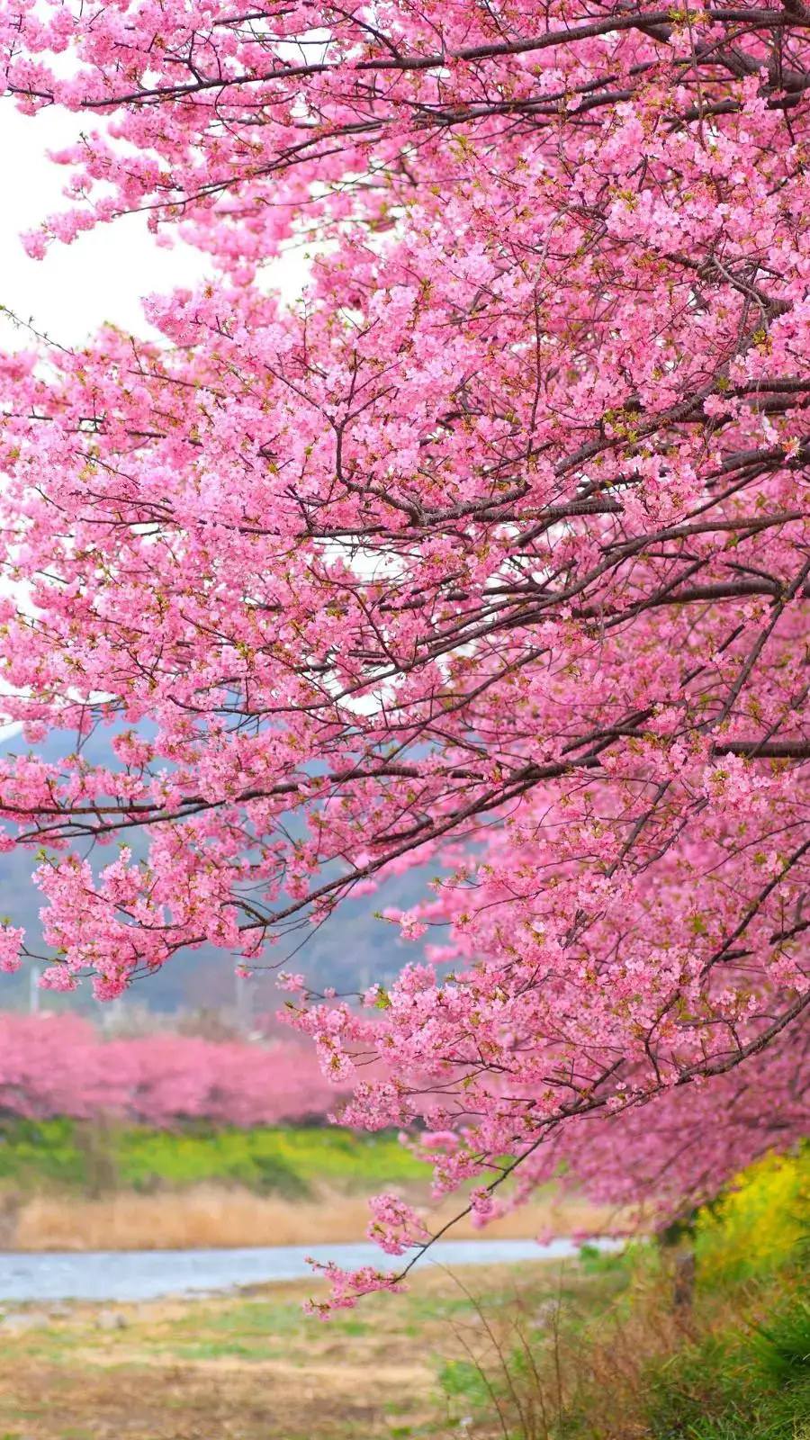 Cherry Blossom: Japan's cherry blossoms to bloom early in 2023