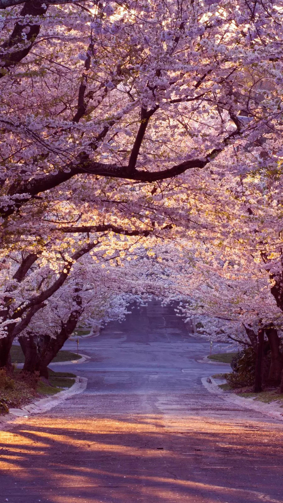 Cherry Blossoms