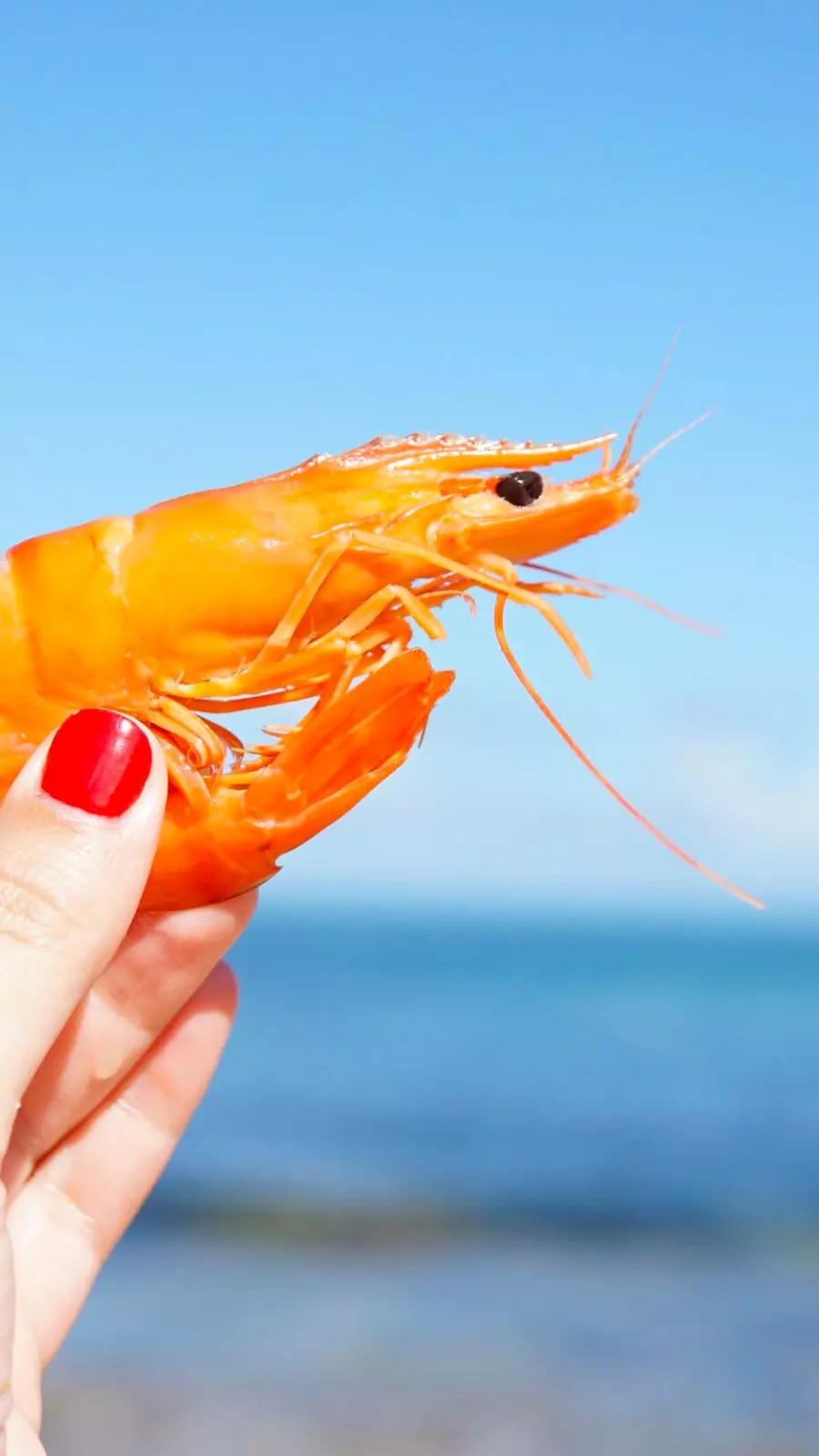 Diferences between shrimps and prawns