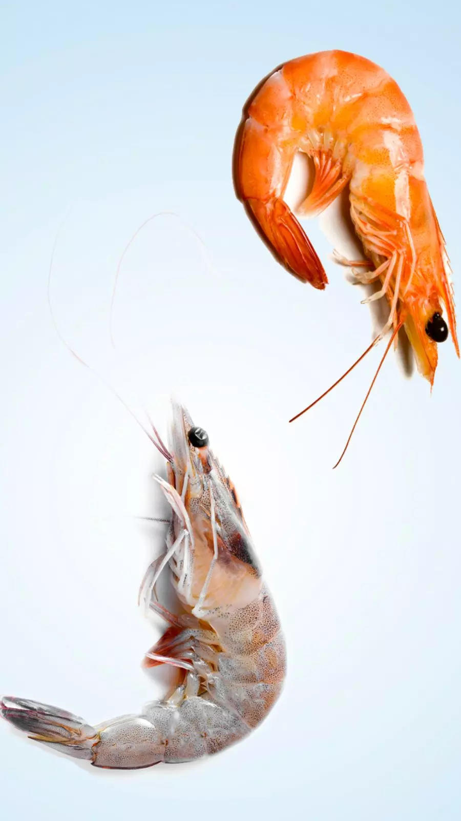 Shrimp Prawns Differences: 5 Key Differences Between Shrimp