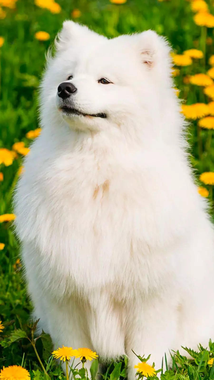 Oldest american eskimo sales dog