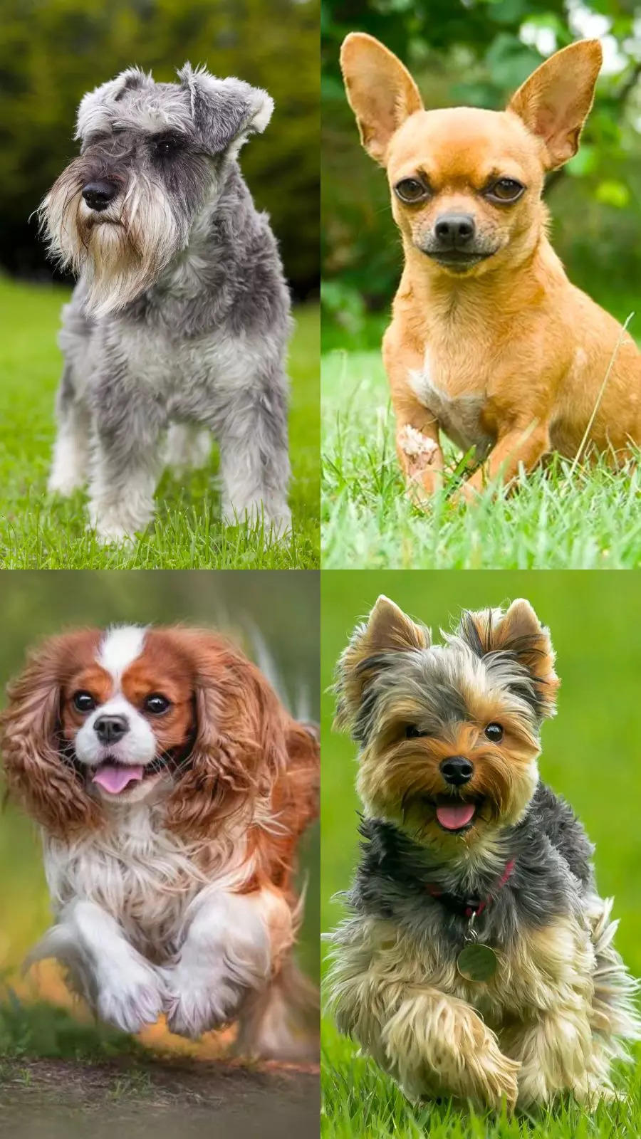 Small Dog Breeds in US: 7 Most Popular Small Dog Breeds in US