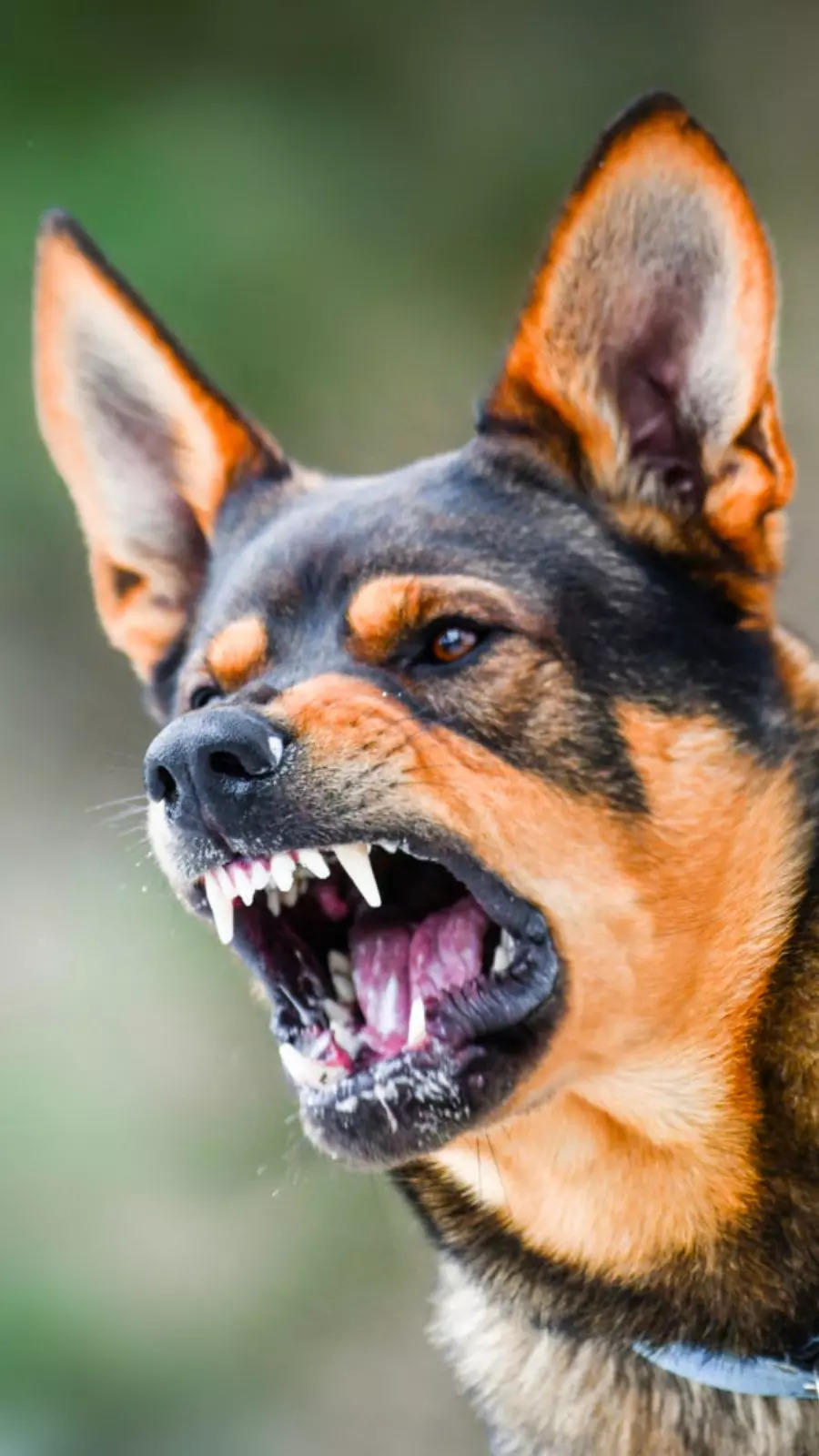 top 10 most dangerous dog breeds in the world