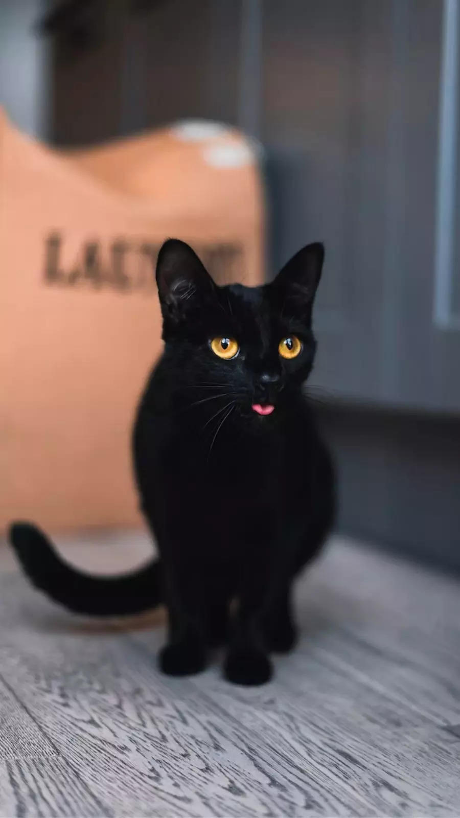 7 Black Cat Breeds You Should Know About!
