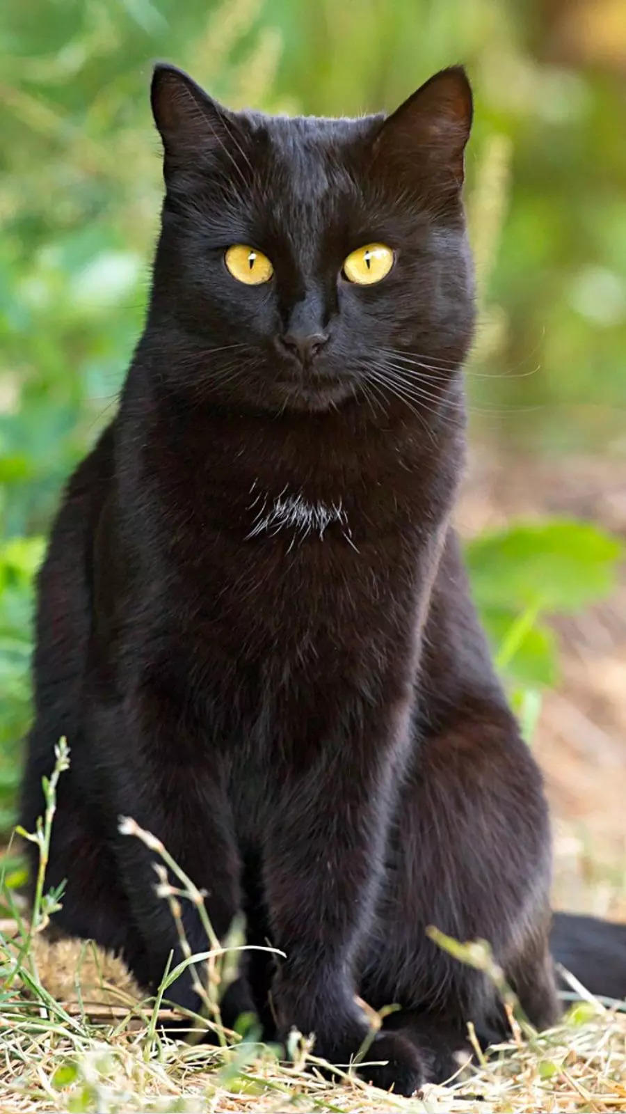 black cat breeds: 7 Black Cat Breeds You Should Know About