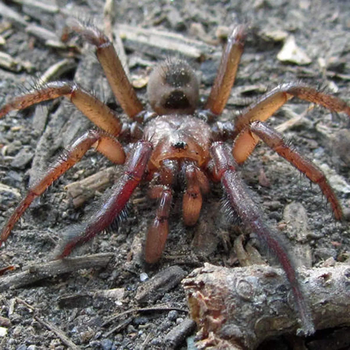 Giant species of Trapdoor spider spotted in Australia's Queensland