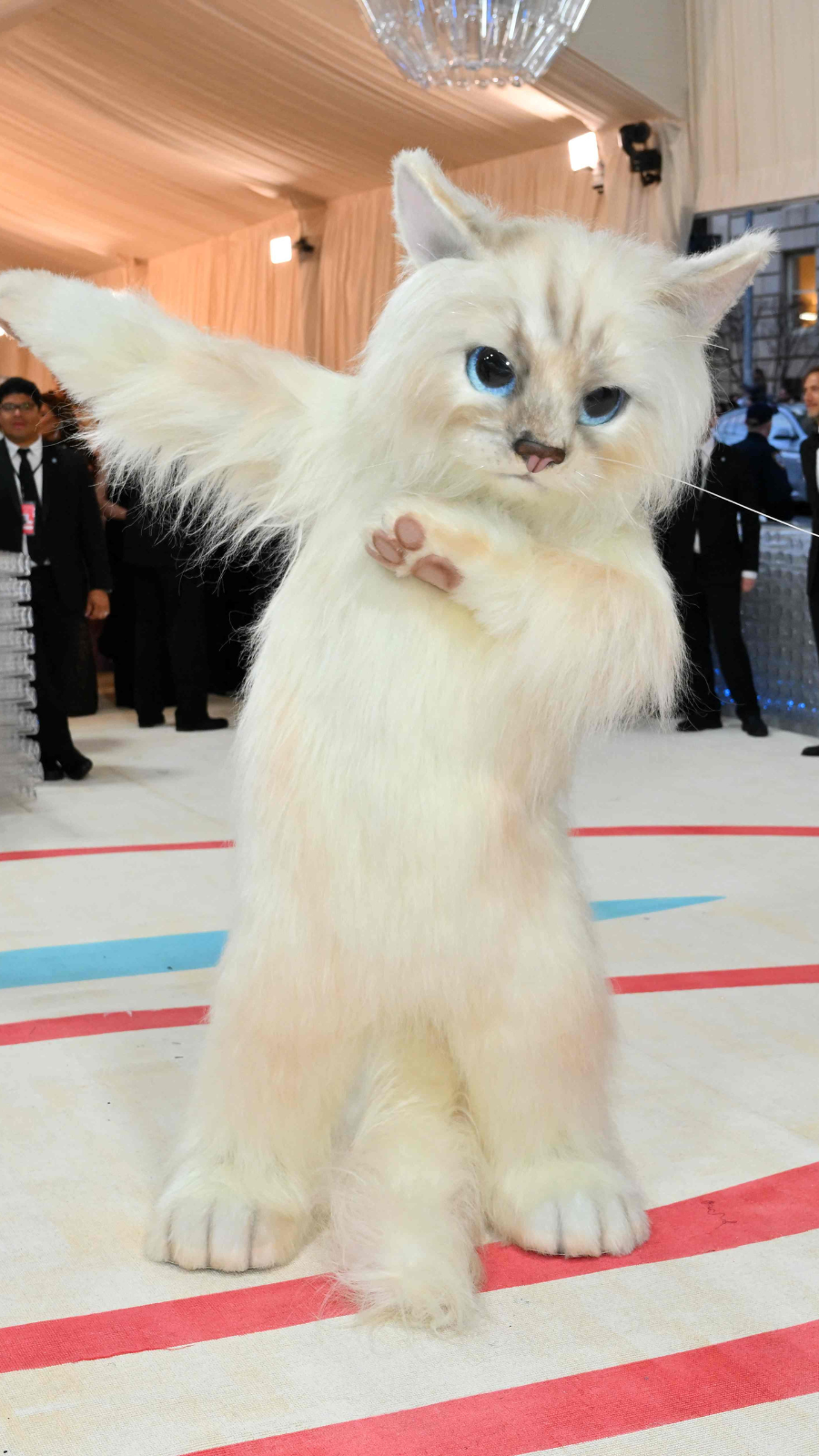 Doja Cat and Jared Leto pay homage to Karl Lagerfeld's cat Choupette at Met  Gala 2023. See pics - India Today