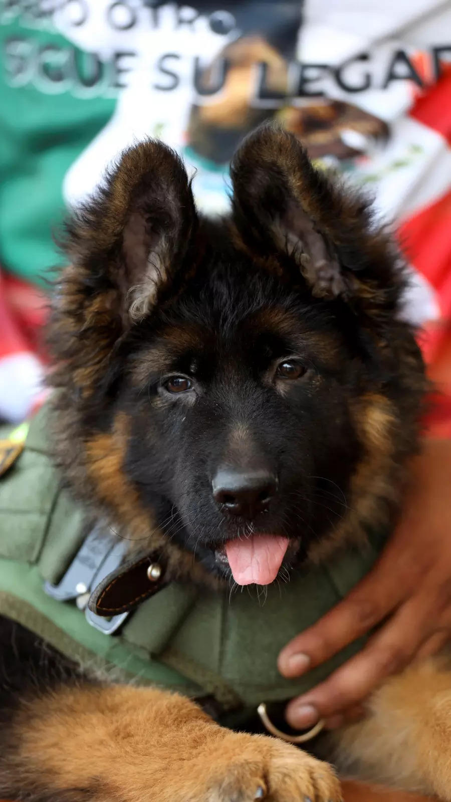 Turkey: Why Turkey gifted Mexico a German Shepherd pup | EconomicTimes