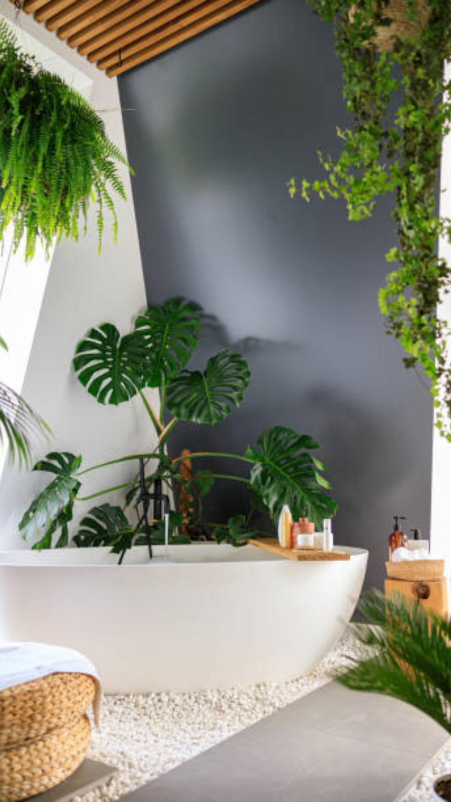 7 house plants best suited for bathroom