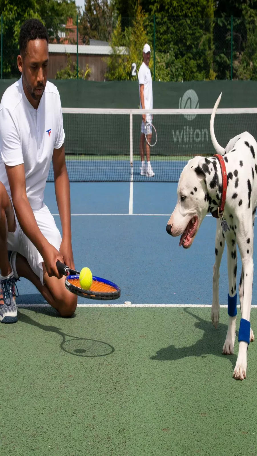 'Ball dogs' on tennis courts? Not working yet