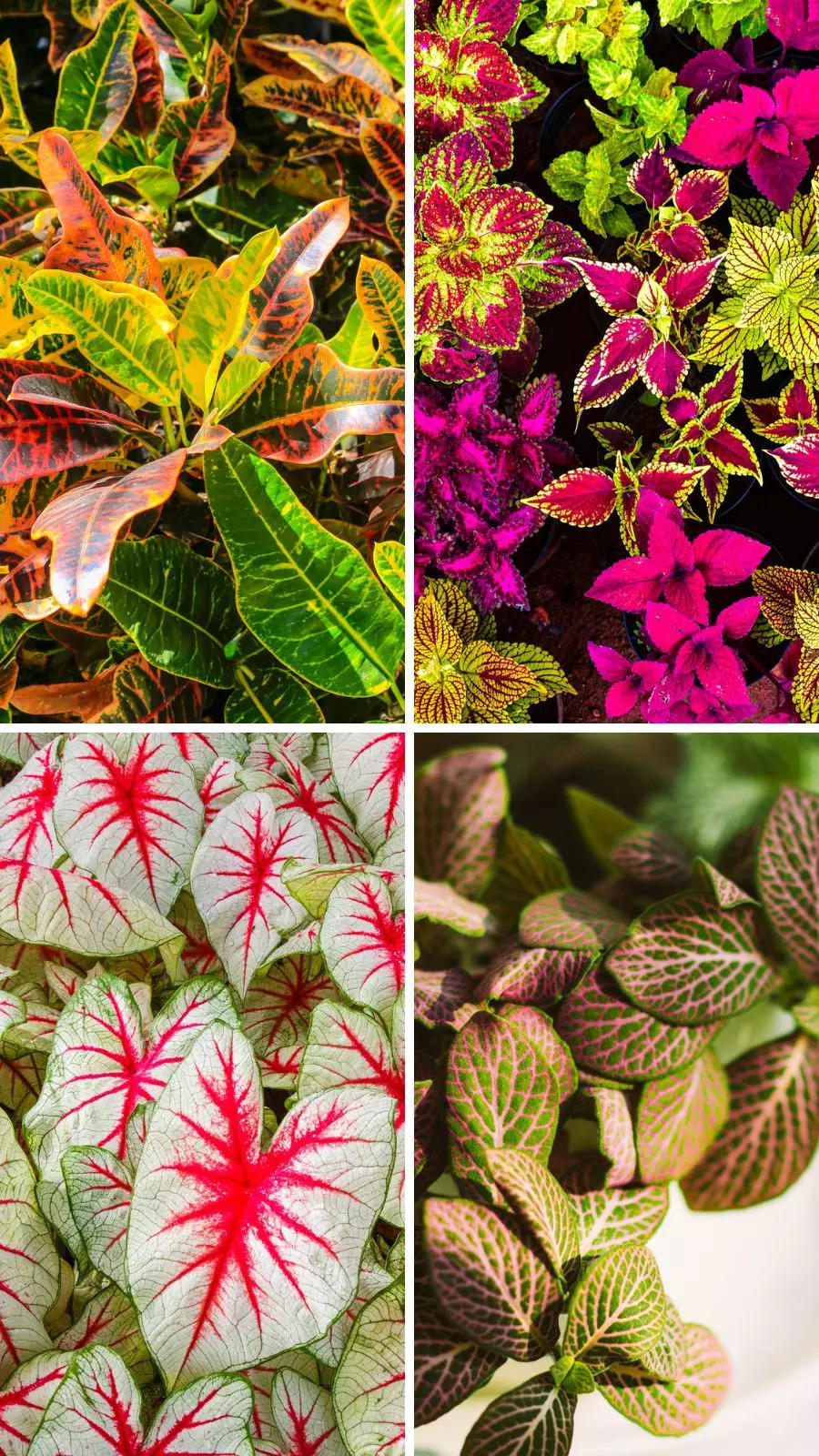 9 indoor plants that change colours and boost your home’s aesthetic