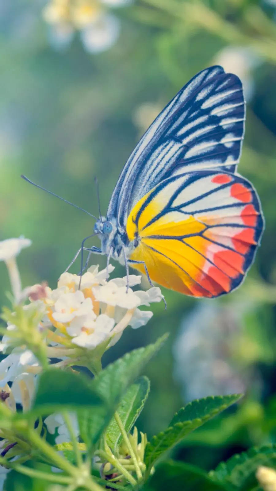 Most beautiful butterflies found around the world