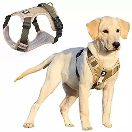 do dog harnesses promote pulling