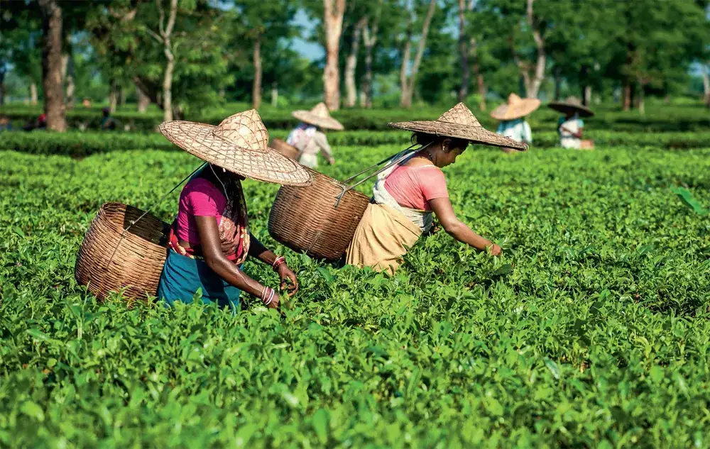 indian phalap tea Looking to buy premium puerh of China or Caravan