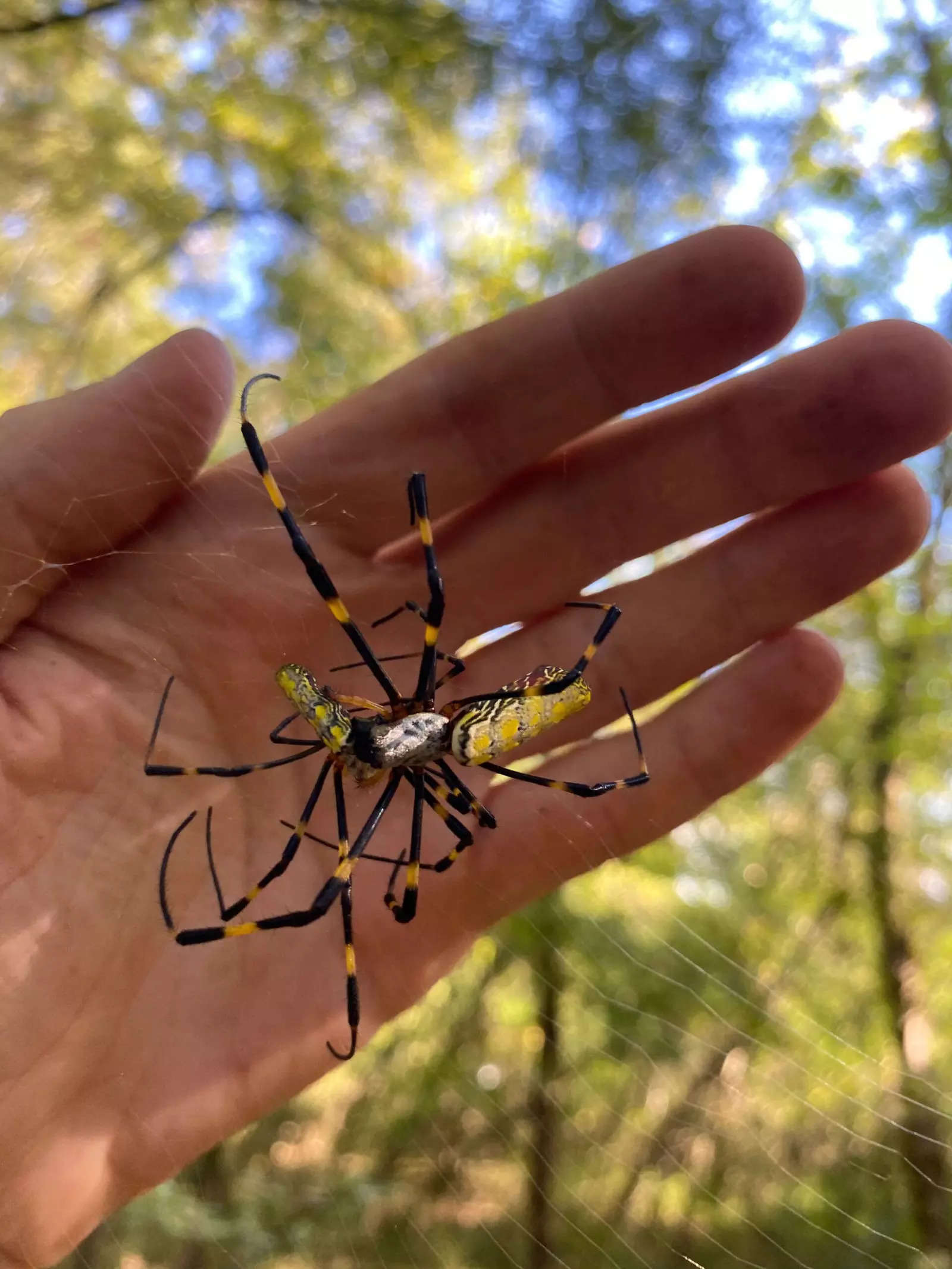 Joro Spiders: All about the spider species that is spreading across U.S. -  The Economic Times