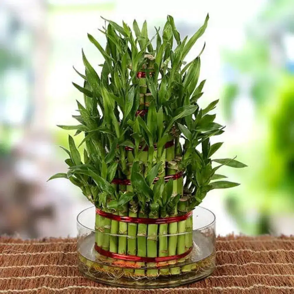 Image for LuckyBambooPlant