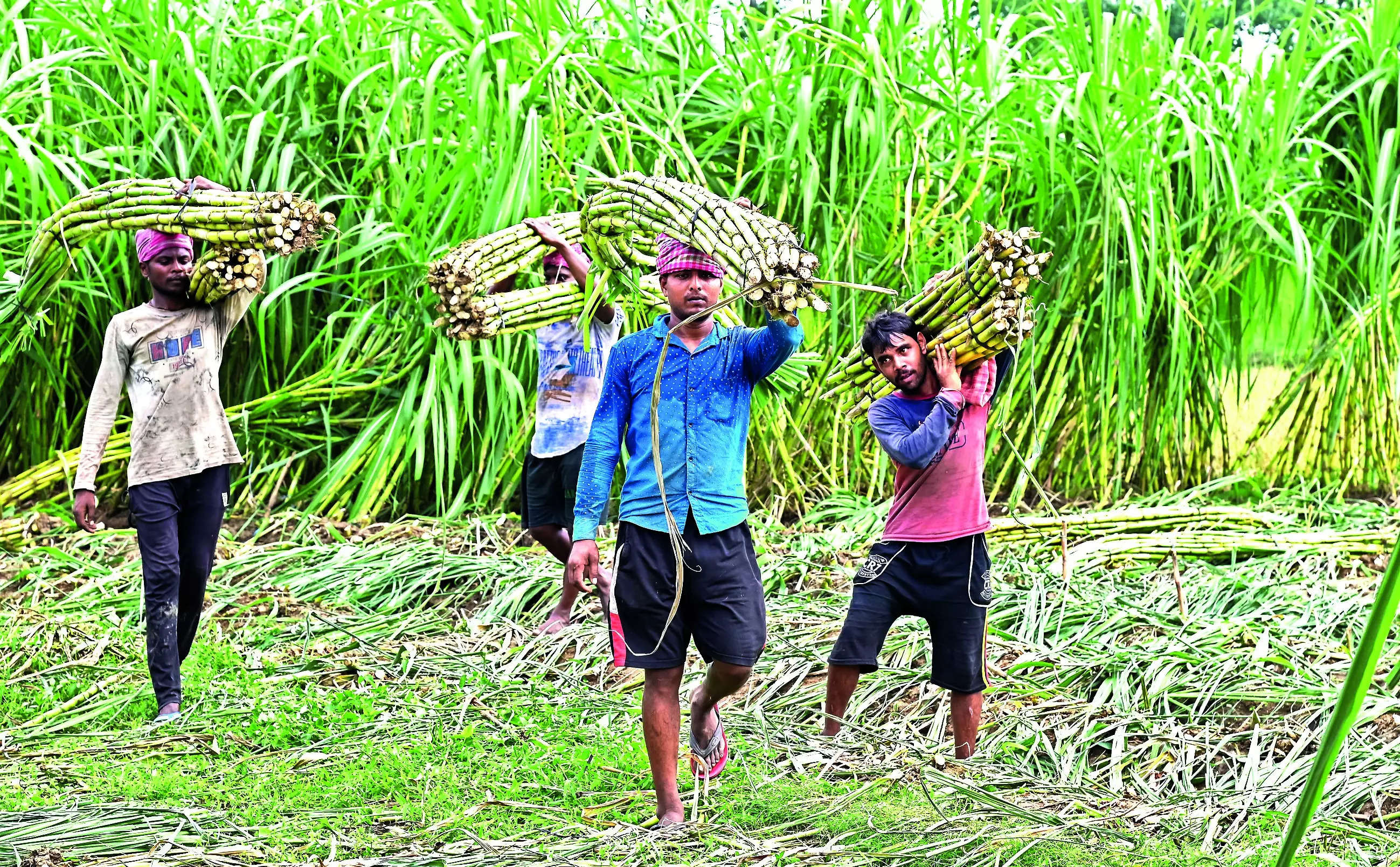 Millers seek raw sugar imports to make up for likely cane shortage 