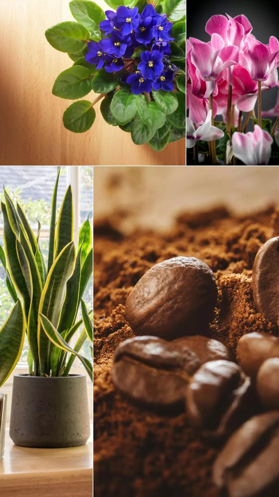 Indoor plants that love coffee grounds 