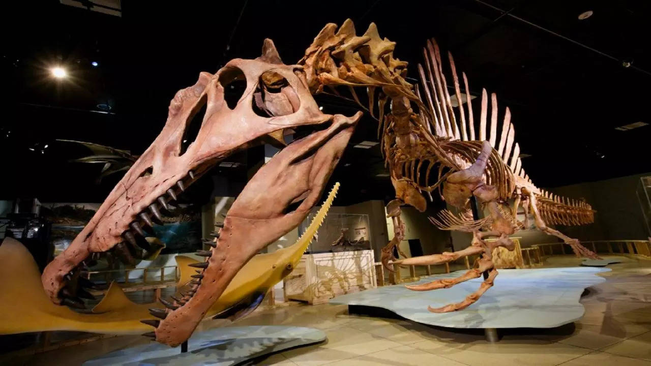 Scientists unearth gigantic 122-million-year-old Dinosaur in Spain 