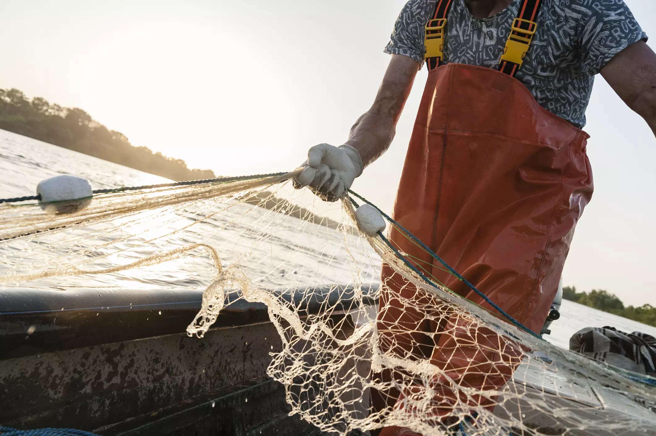 Overnight billionaire! Karachi fisherman nets fortune with rare medicinal fish 