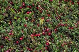 The Tangy Tradition: Why Cranberries Take Center Stage on Thanksgiving 