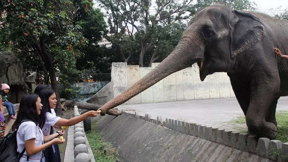 Philippines: World's 'saddest' elephant dies in Manila zoo. Know what Sir Paul McCartney, PETA said about Mali 