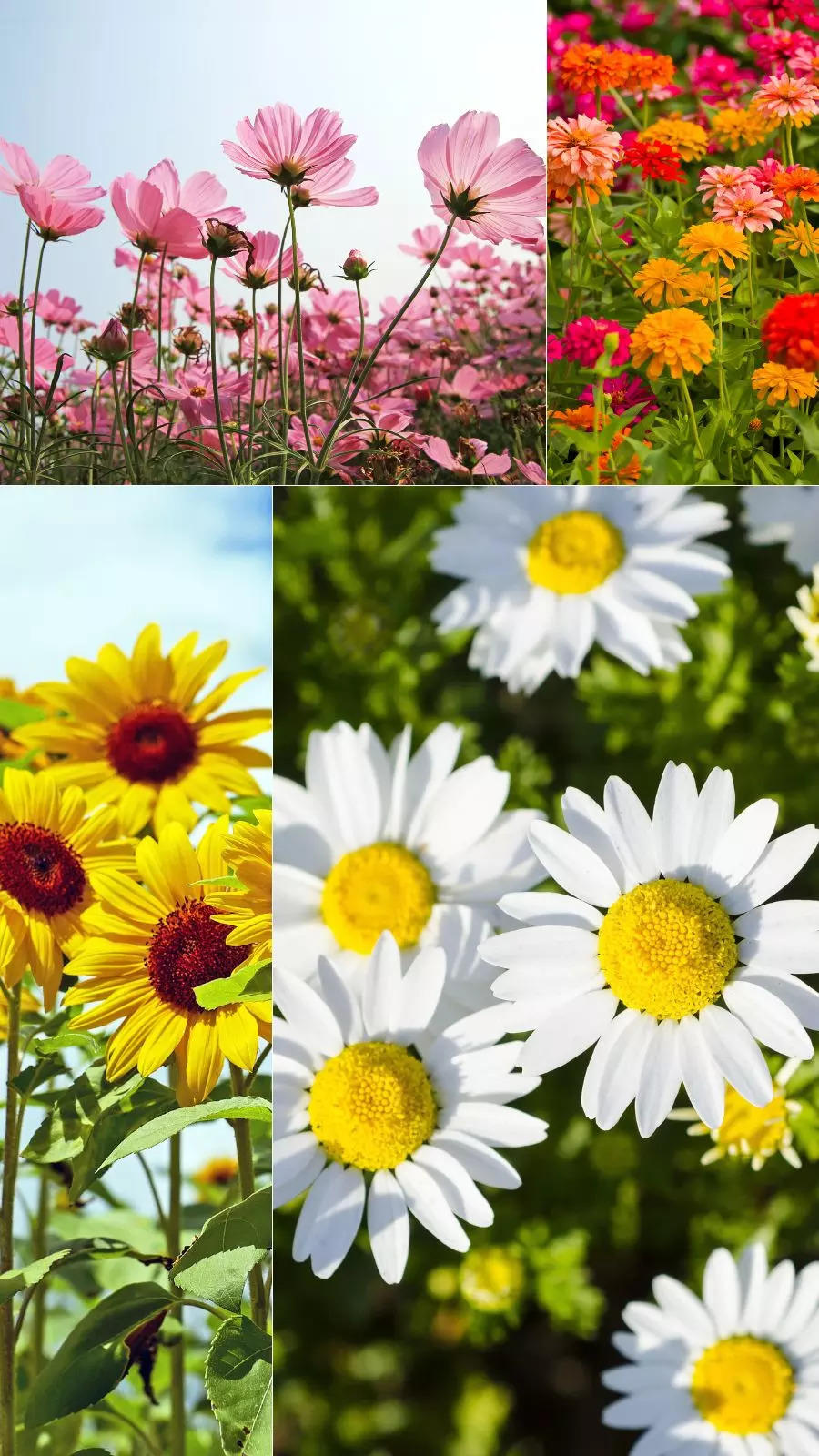 Easiest flowering plants you can grow from seeds 