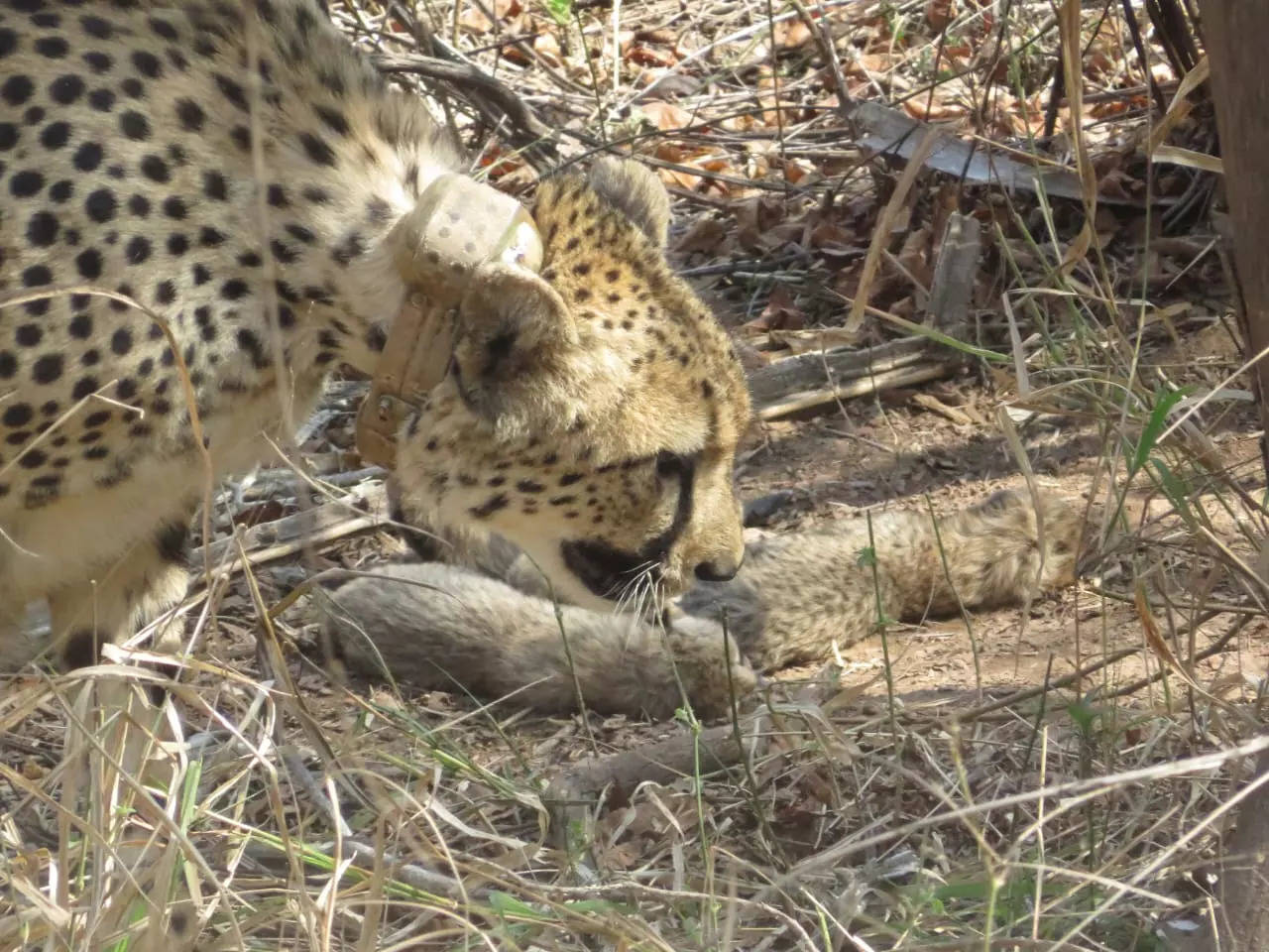 Cheetah Gamini gives birth to five cubs at MP's Kuno National Park; big cat count rises to 26 