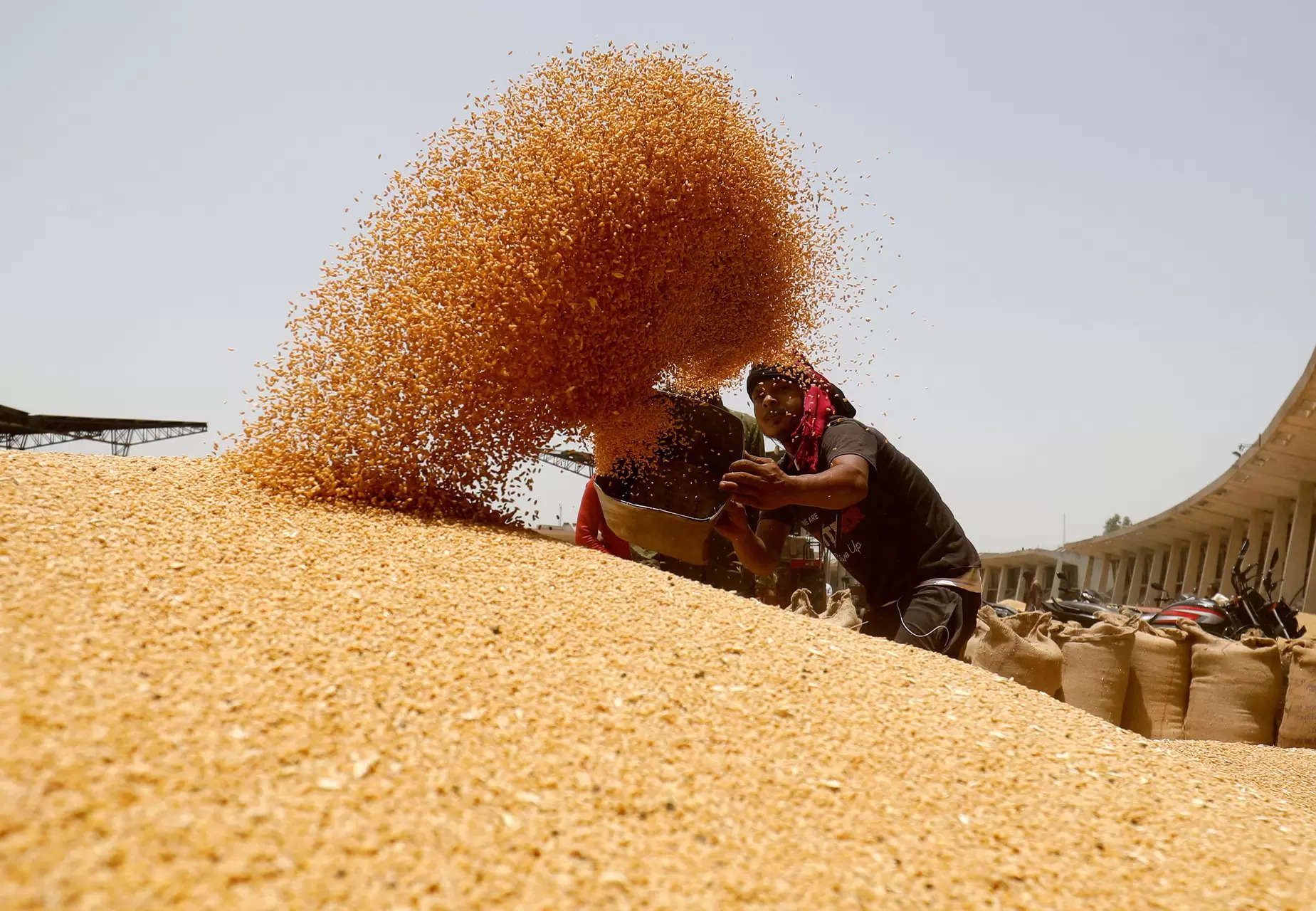 Wholesalers, retailers, processors told to declare wheat stock; stock limit expires on March 31: Govt 