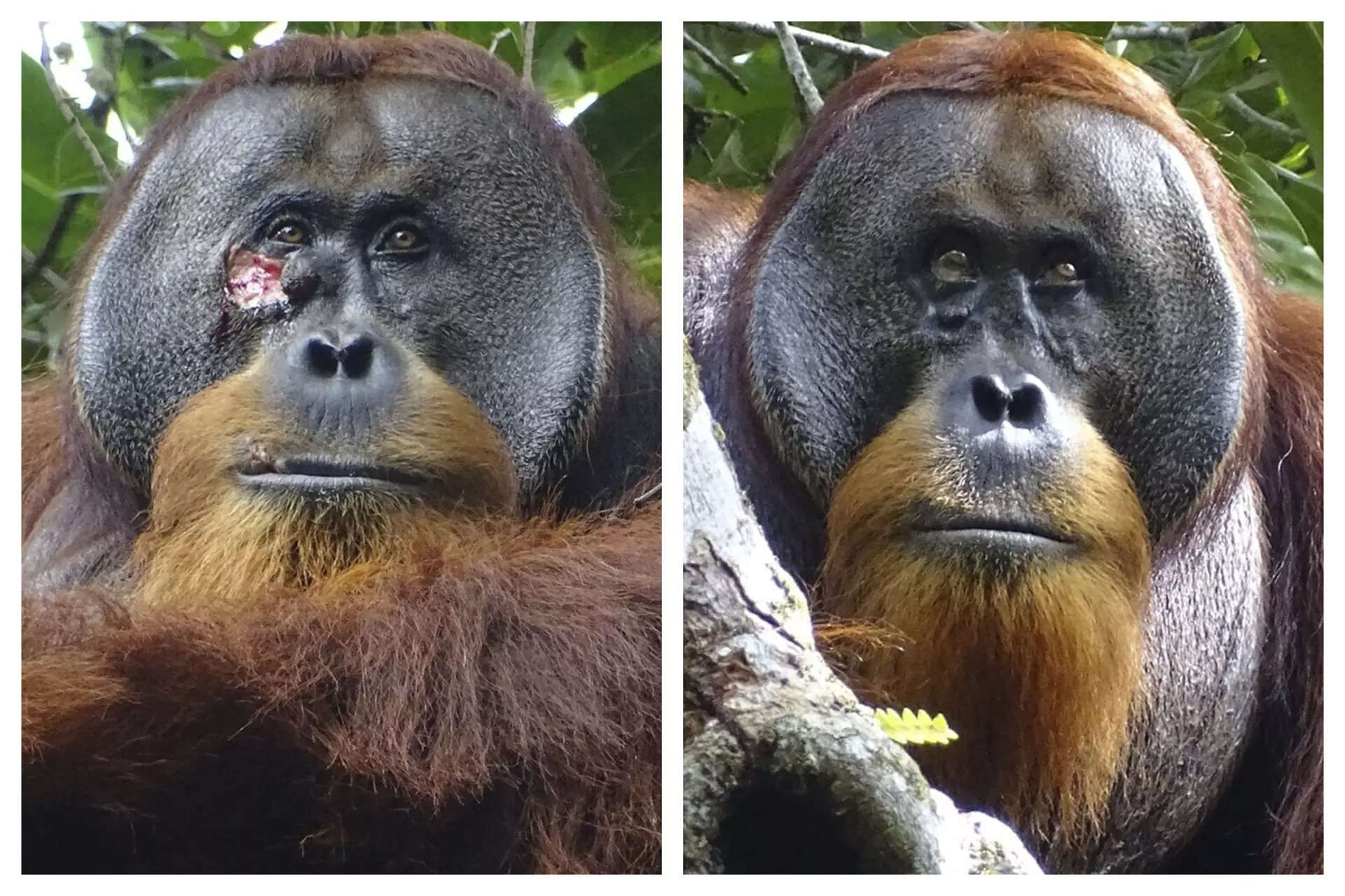 How Orangutan, also known as 'person of the forest', used a plant to completely heal big wound below his eyes 