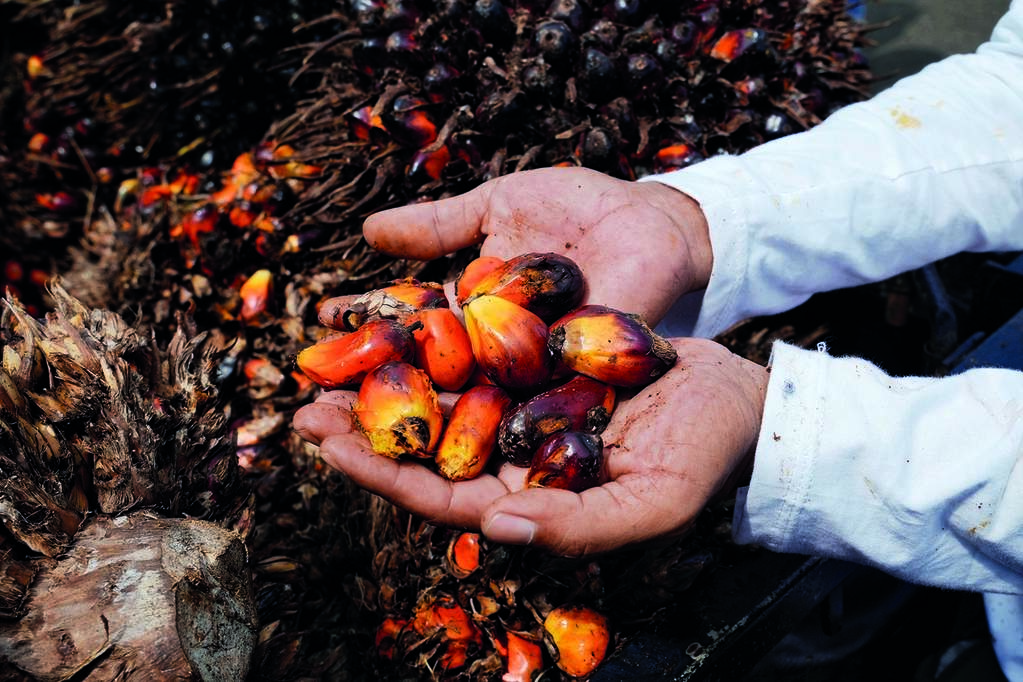 India's April palm oil imports jump 34 pc on lower global prices 