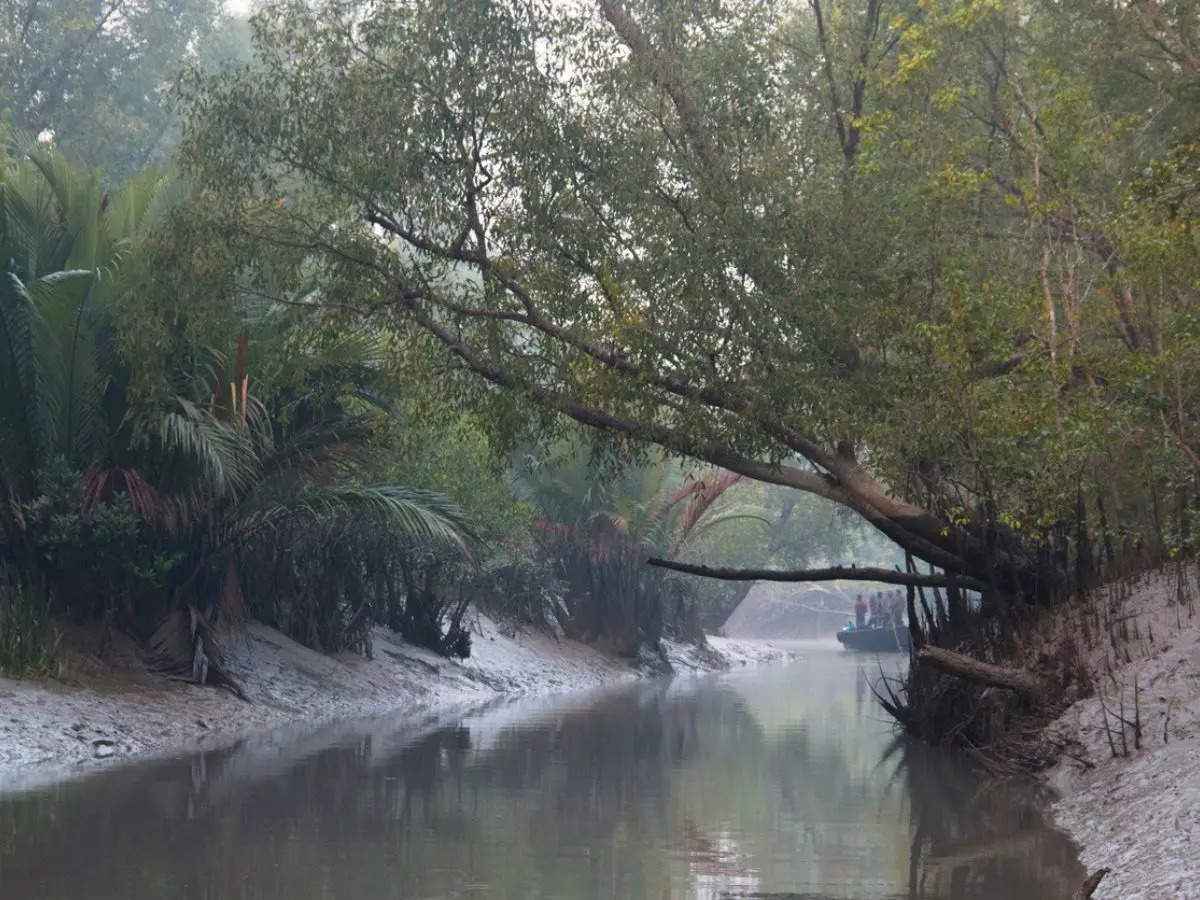 Over 50 pc of world's mangroves at risk of collapse, climate change leading factor: IUCN 
