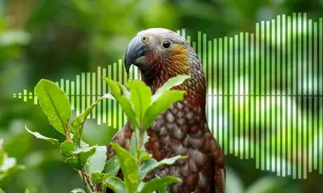 More valuable than gold: Feather of this New Zealand bird sold at record price 