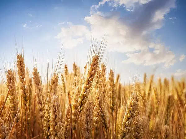 Wheat procurement crosses last year's figure, comfortable to meet demand: Food ministry 
