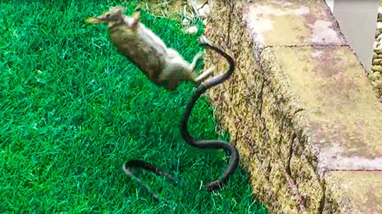 Snake-Rabbit fight causes traffic snarl in South Carolina 